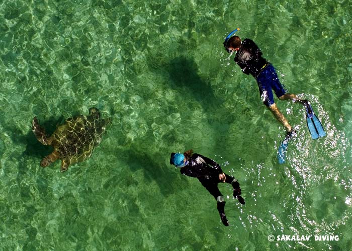 Snorkeling with green turtles in Nosy Be